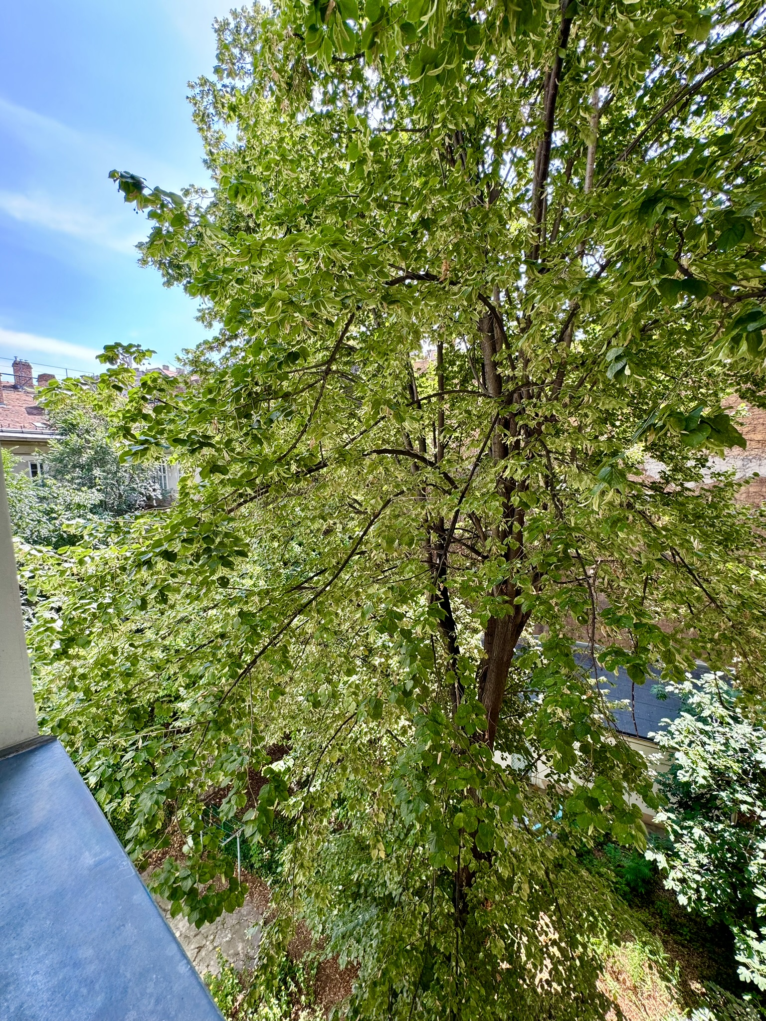 orange tree