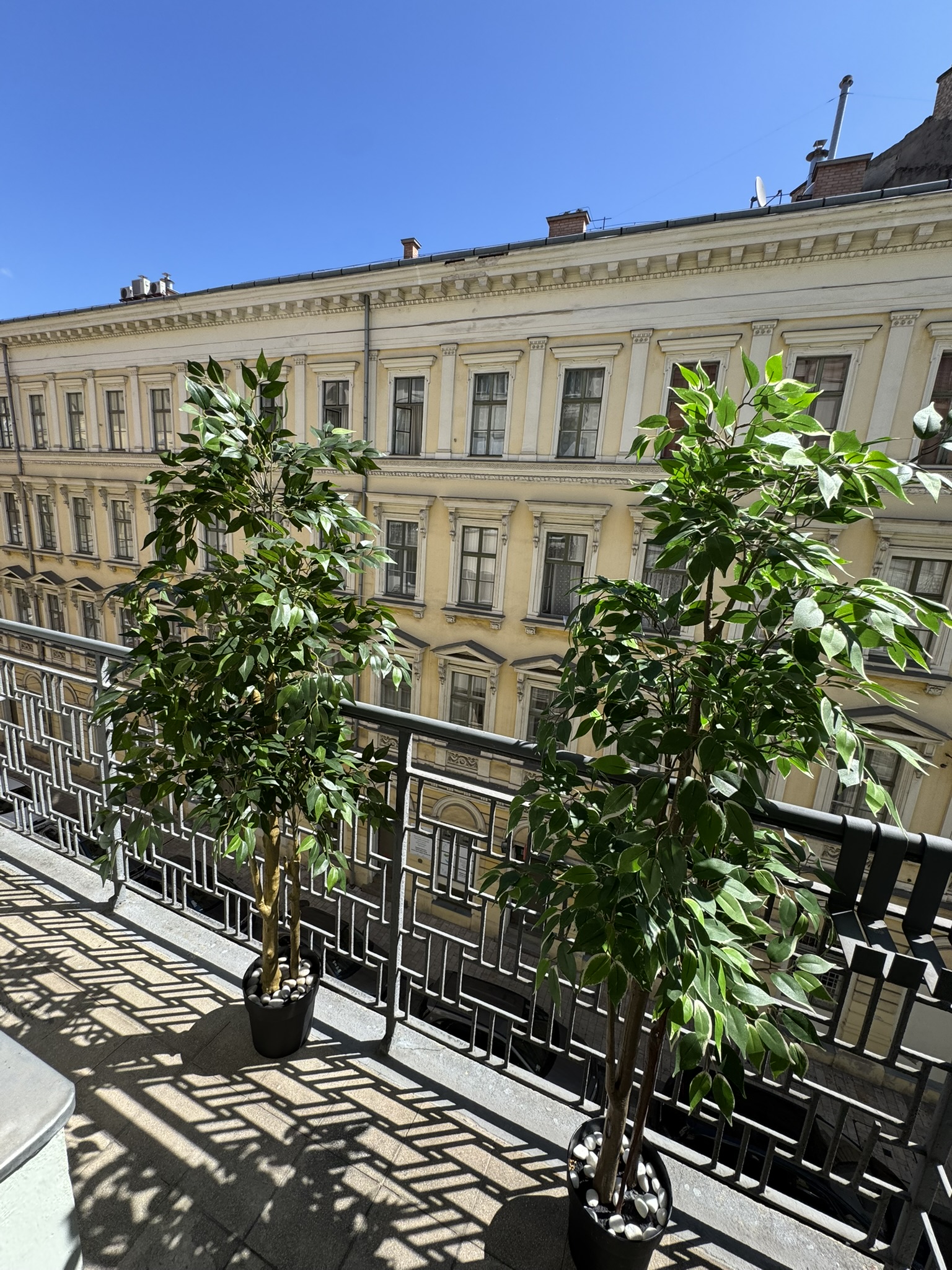 orange tree